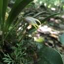 Plancia ëd Masdevallia striatella Rchb. fil.