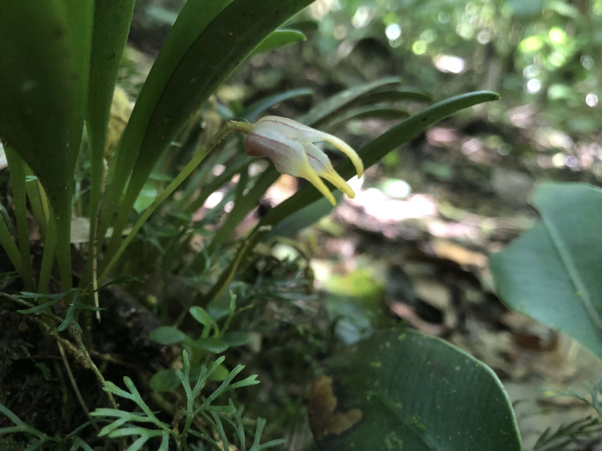 Image of Masdevallia striatella Rchb. fil.