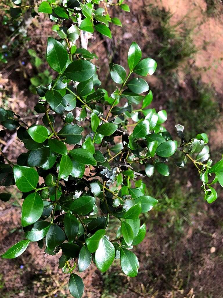 Image of Psydrax odorata subsp. buxifolia (Benth.) S. T. Reynolds