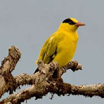 Image of Black-naped Oriole