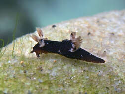 Image of camoflague slug