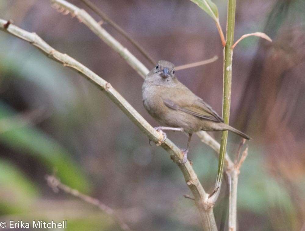 Imagem de Melanospiza bicolor (Linnaeus 1766)