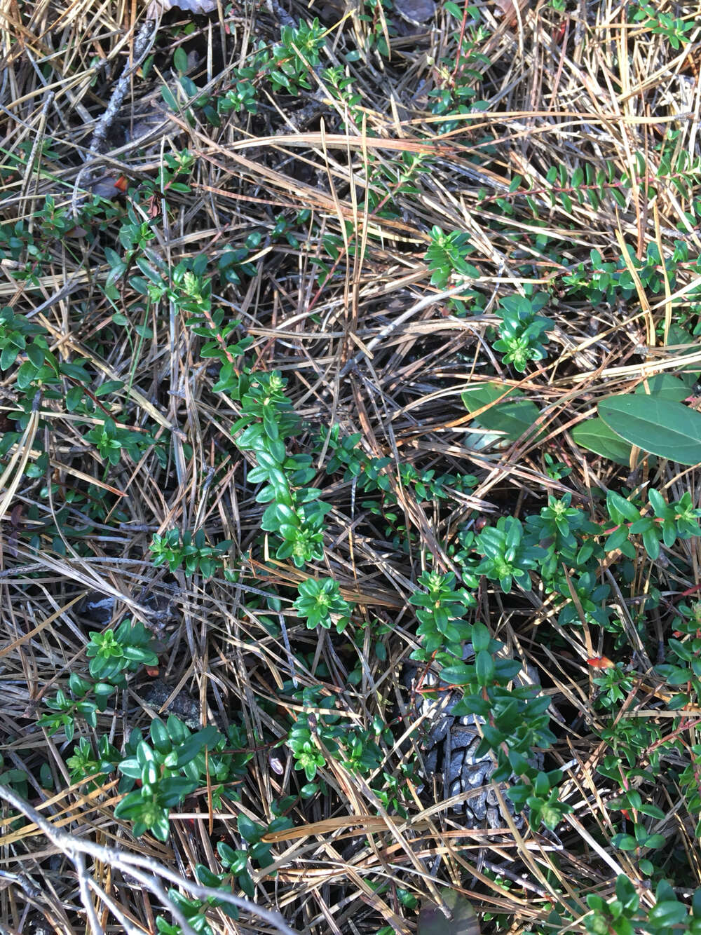 Image of Sand-Myrtle