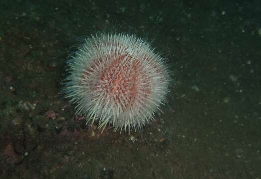 Image of Edible sea urchin