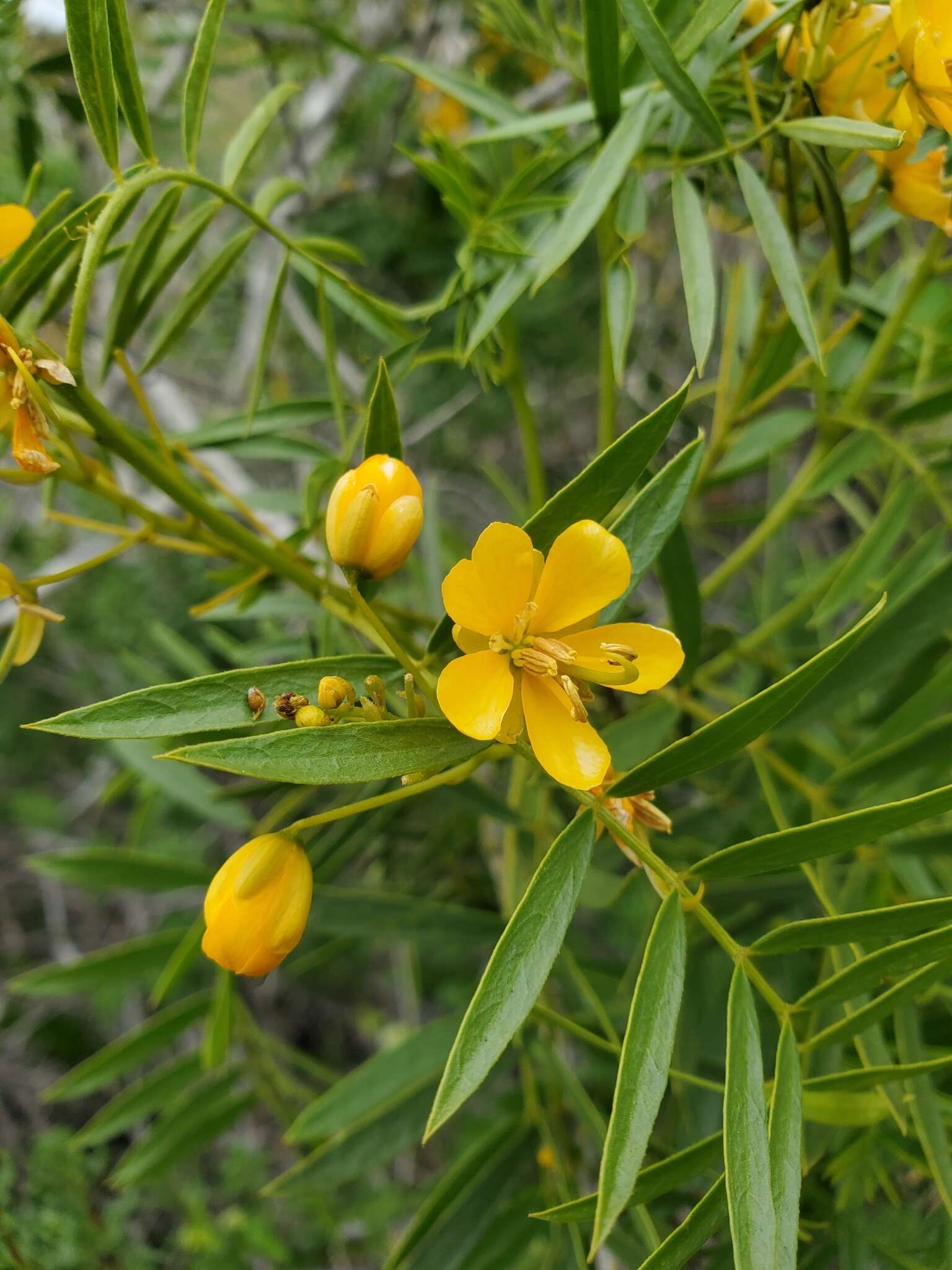 صورة Senna cumingii var. cumingii