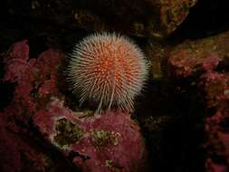 Image of Edible sea urchin