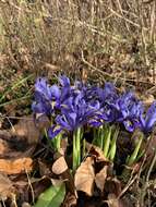 Plancia ëd Iris reticulata M. Bieb.