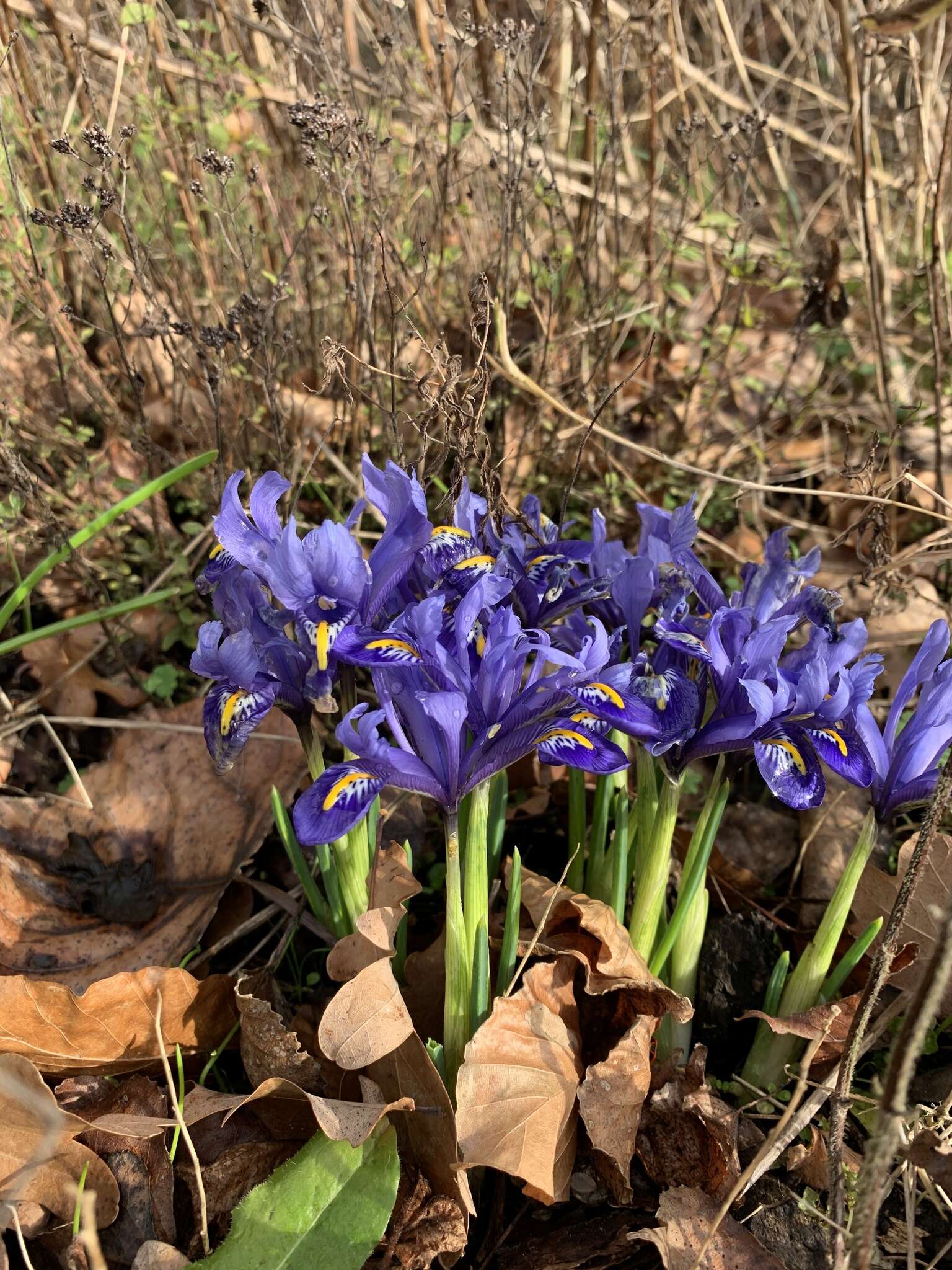 Plancia ëd Iris reticulata M. Bieb.