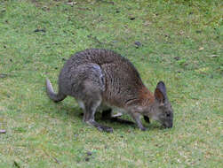 Image de Pademelon à cou rouge