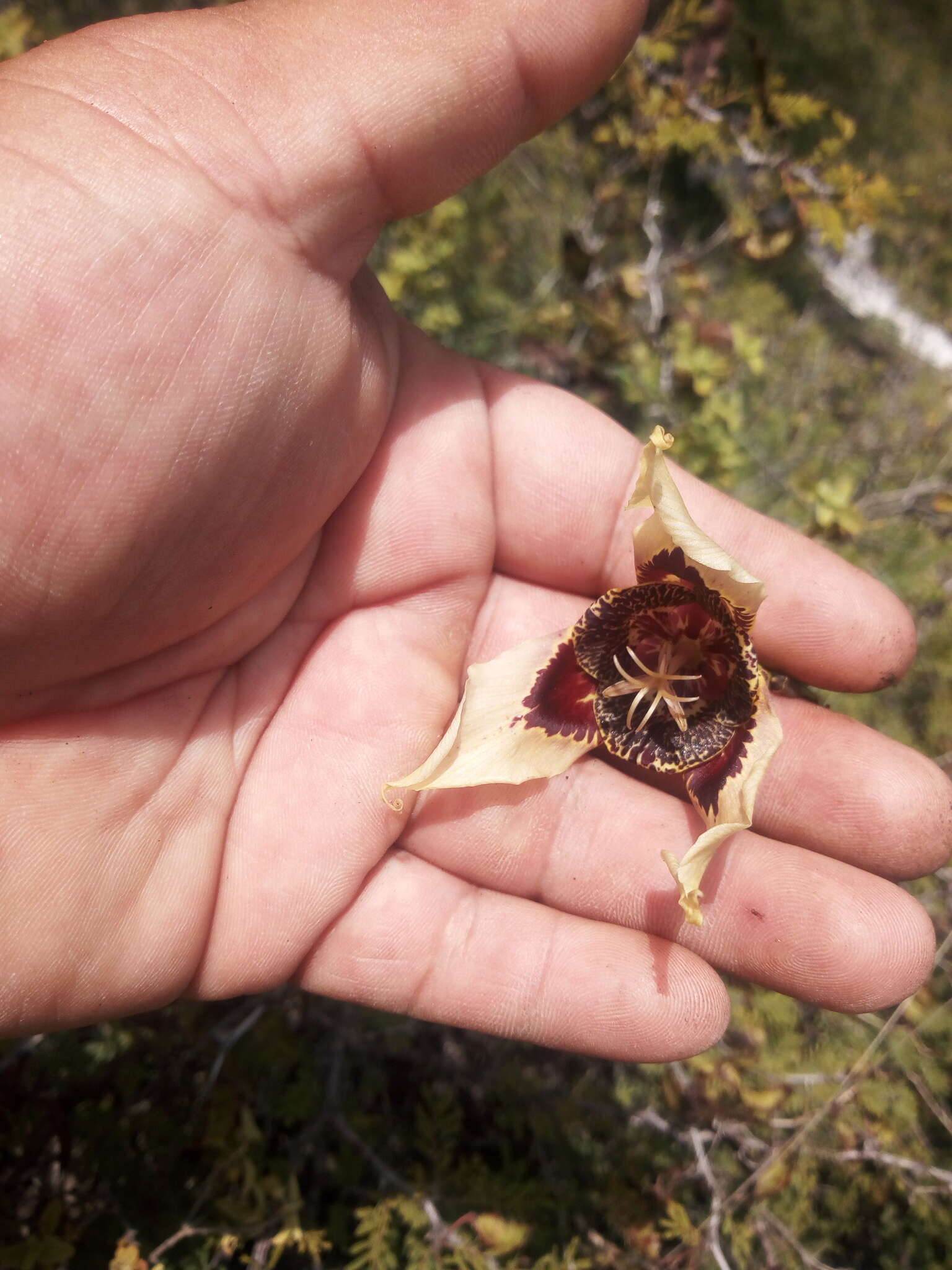 Image of Tigridia illecebrosa Cruden