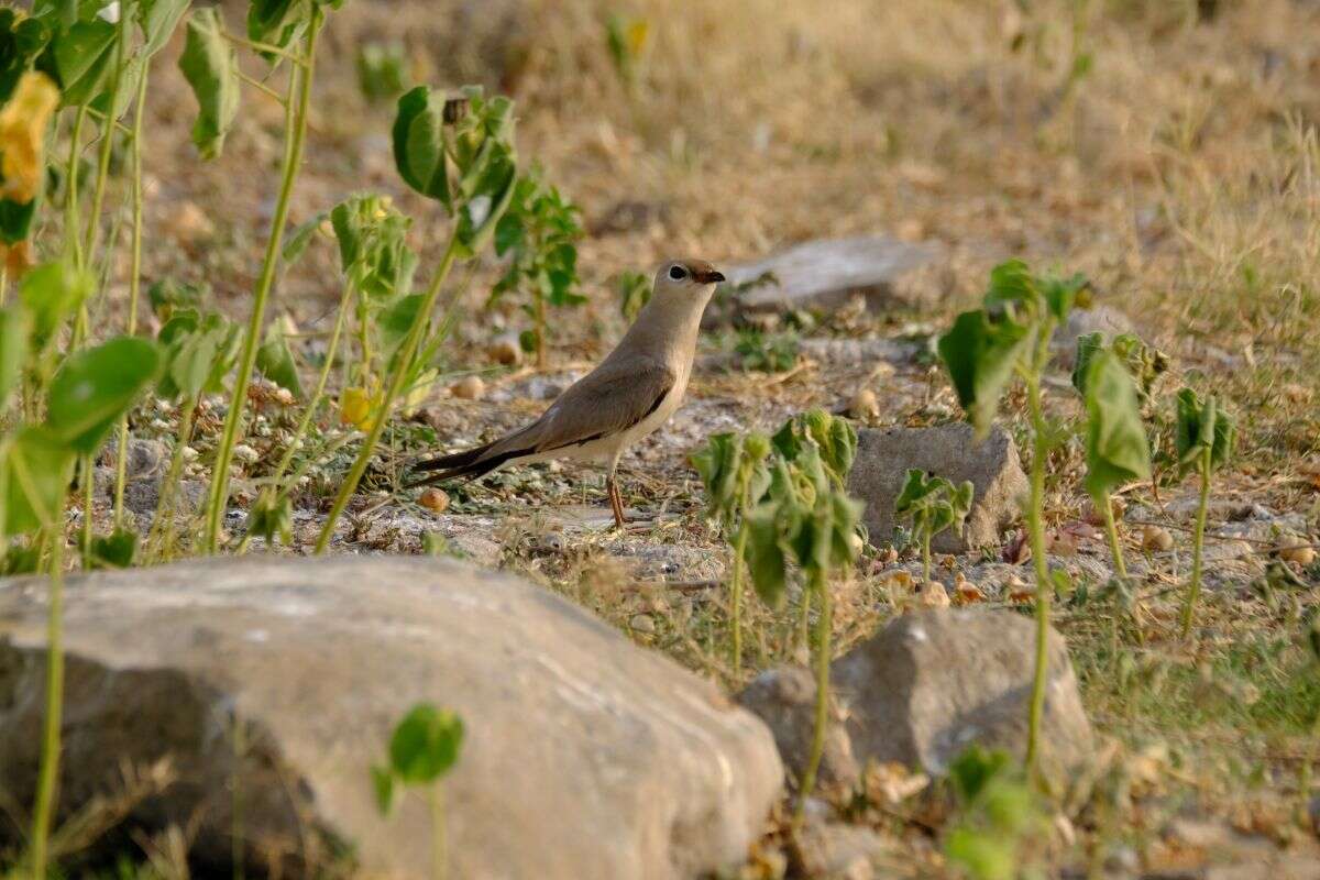 Image of Little Pratincole