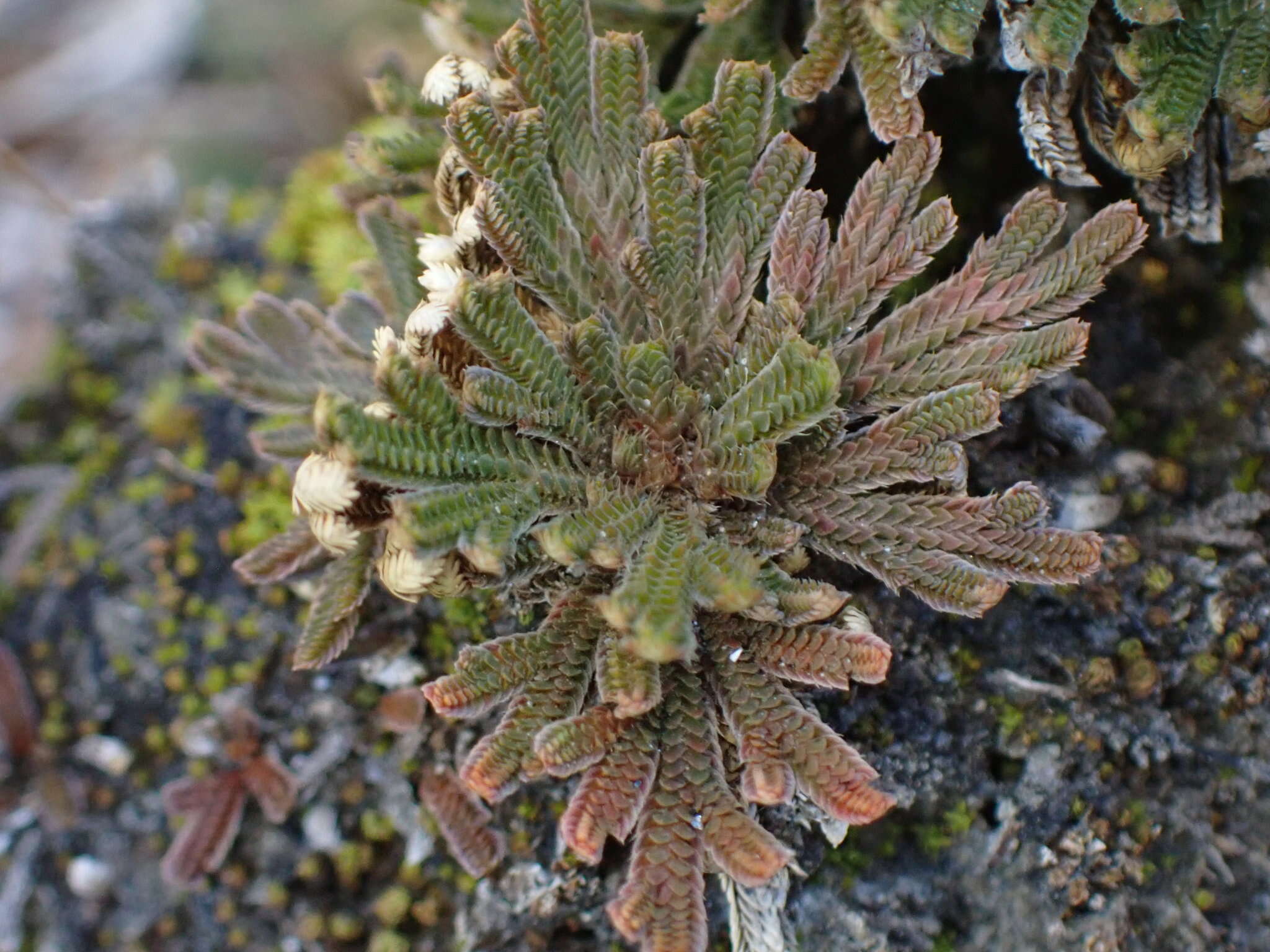 Selaginella tamariscina (Beauv.) Spring resmi