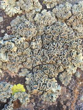 Image of rimmed navel lichen