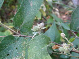 Слика од Croton alamosanus Rose