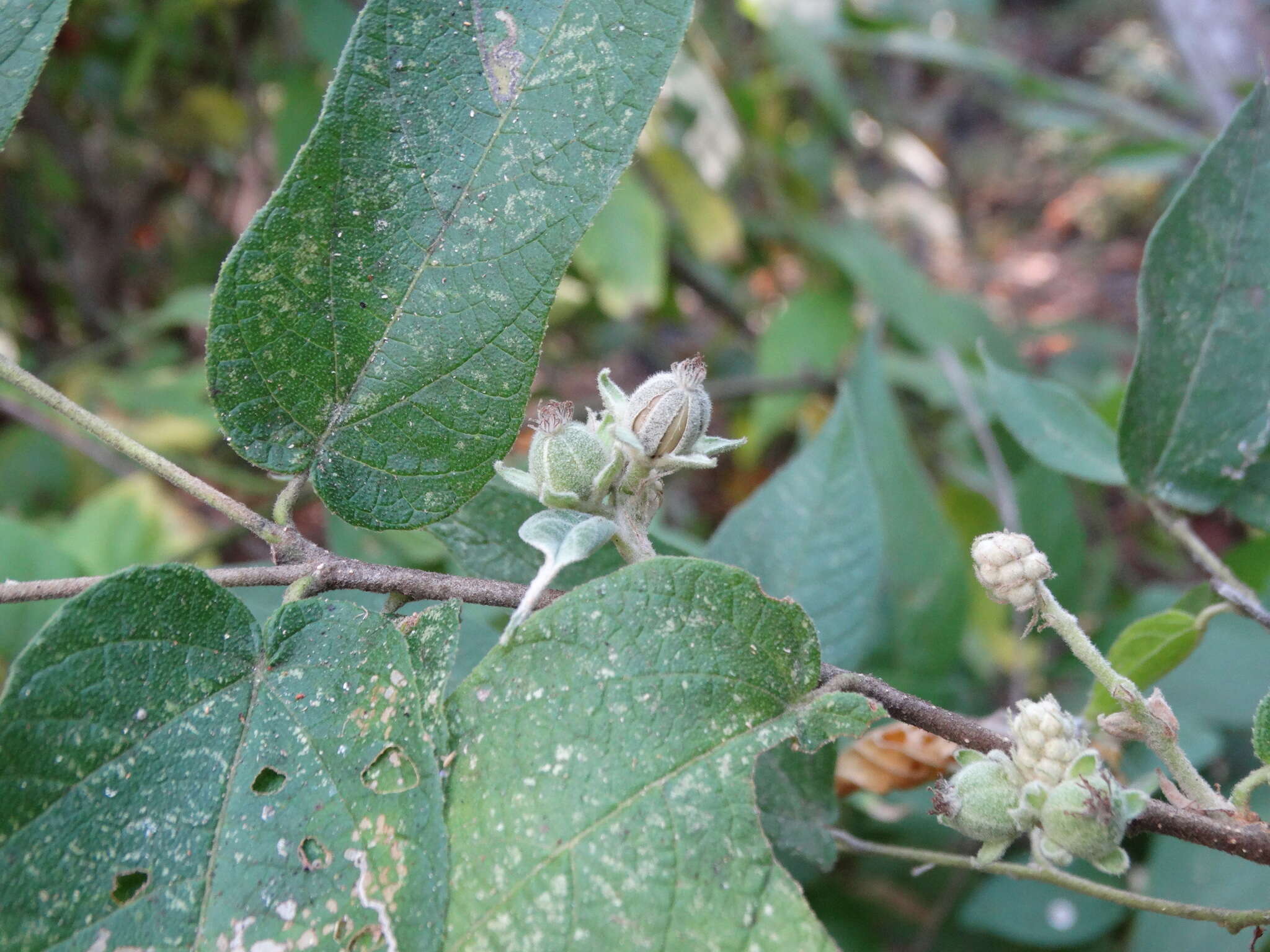 Image of Croton alamosanus Rose