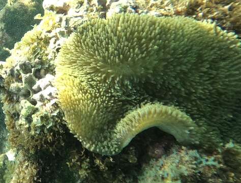 Image of Atlantic carpet anemone