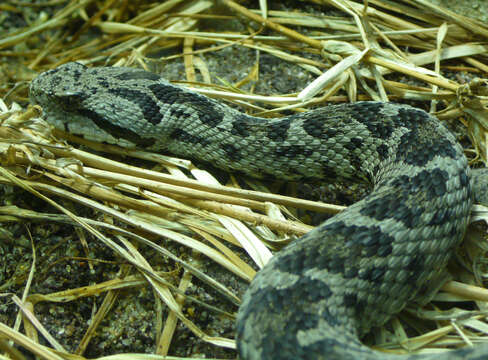 Image of Mount Bulgar Viper