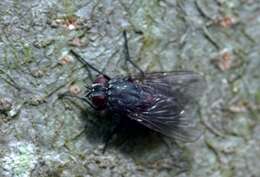Image of House fly