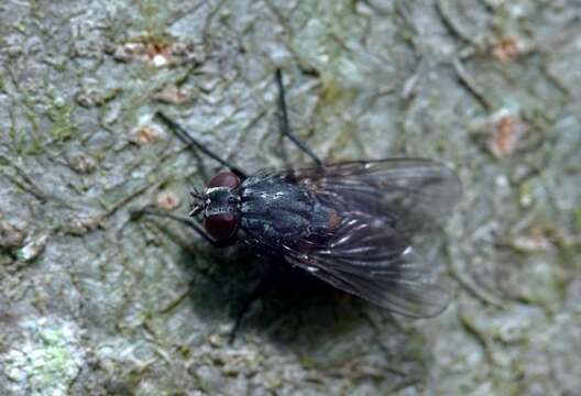 Image of House fly