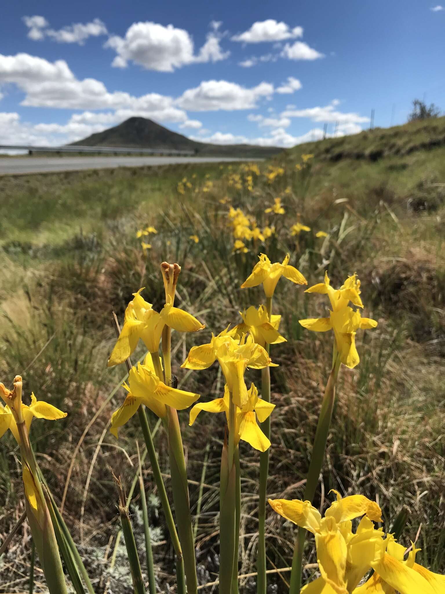 Image of Large yellow moraea