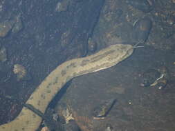 Image of Chinese Water Snake