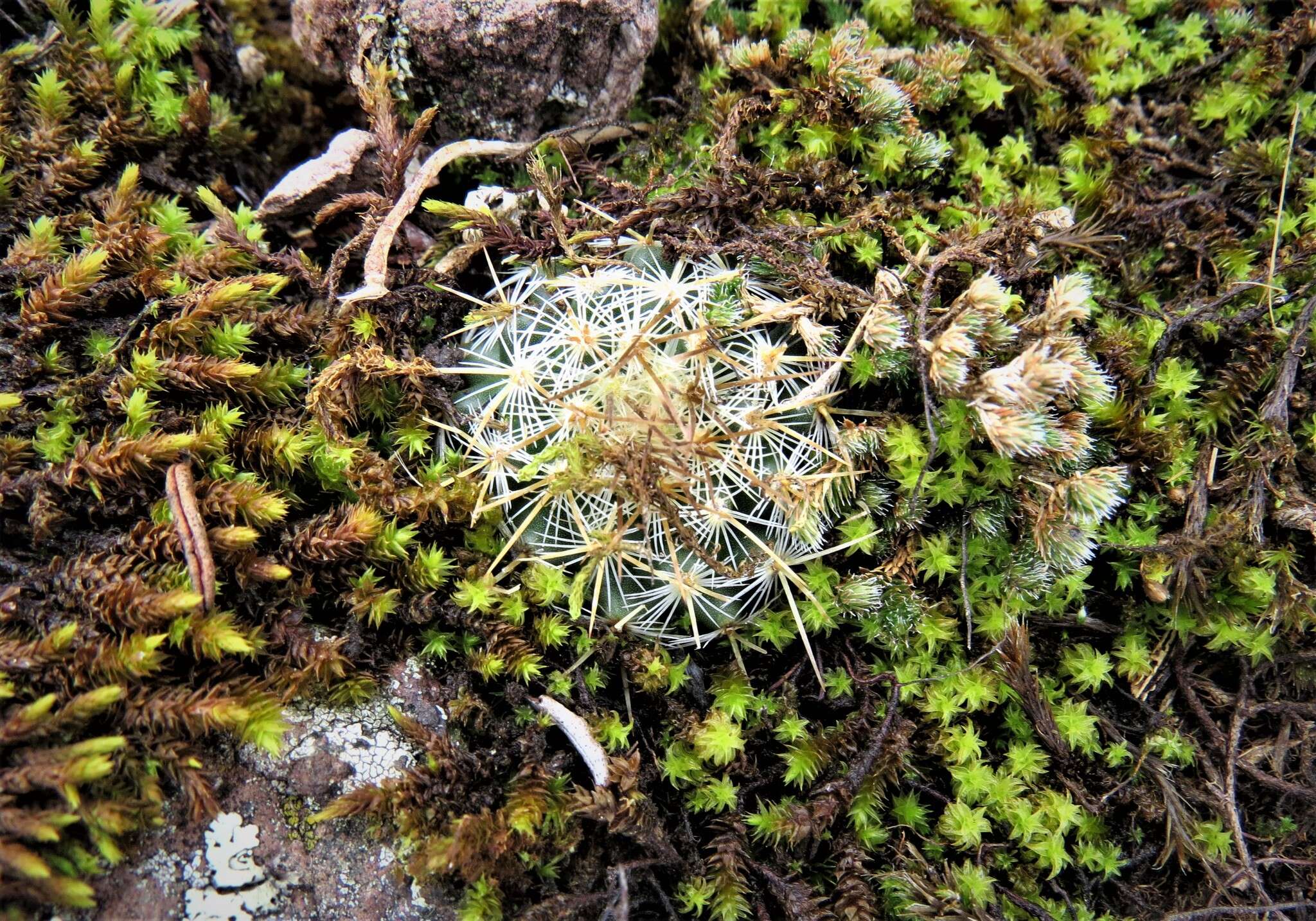 Image of Mammillaria rhodantha subsp. rhodantha