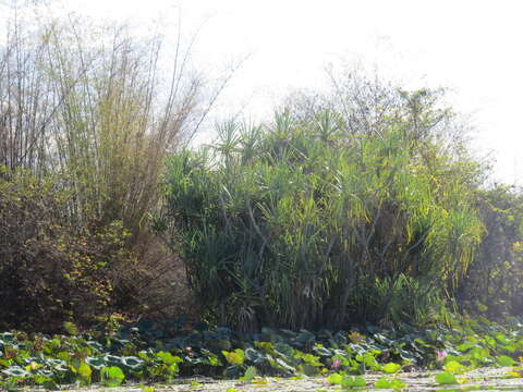 Image of Pandanus aquaticus F. Muell.