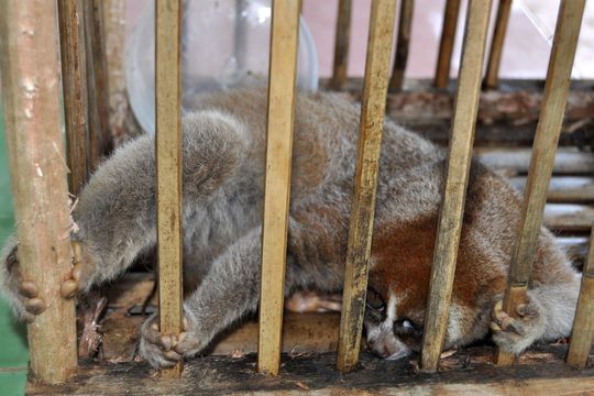 Image of Bornean Slow Loris