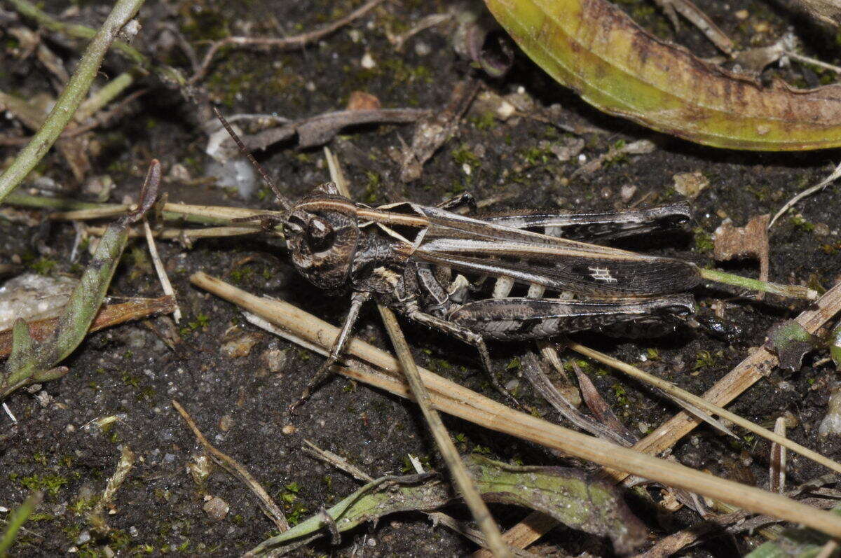 Sivun Omocestus (Omocestus) haemorrhoidalis (Charpentier 1825) kuva