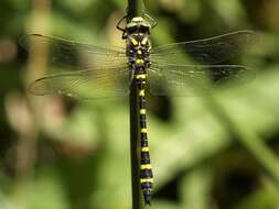 Image of golden-ringed dragonfly