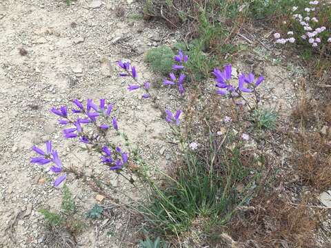 Image of Campanula ptarmicifolia Lam.