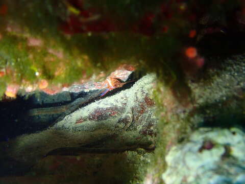 Image of Mediterranean cleaner shrimp