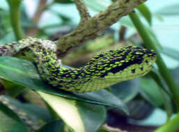Image of Black-speckled Palm Pit Viper