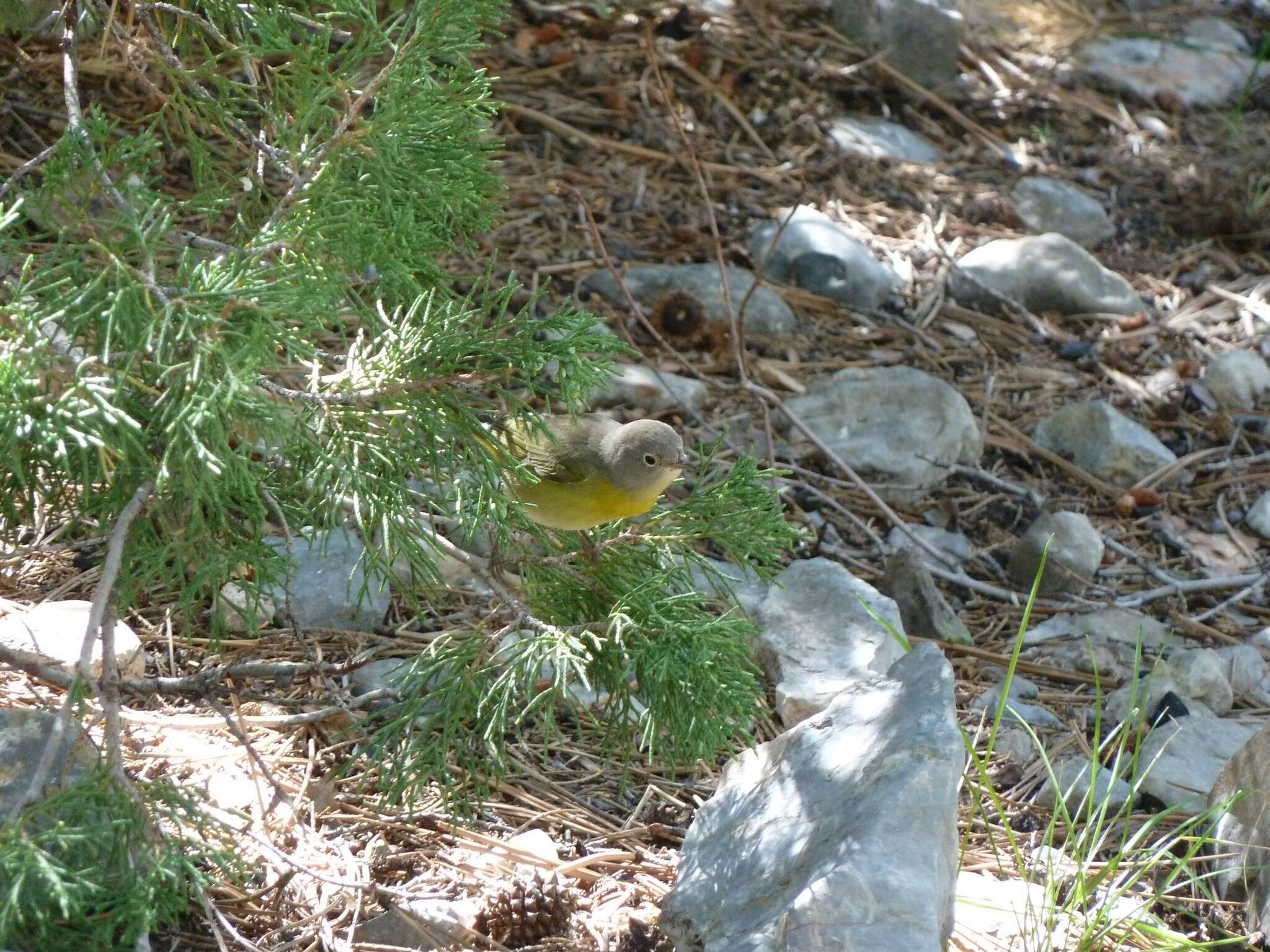 Leiothlypis ruficapilla (Wilson & A 1811) resmi