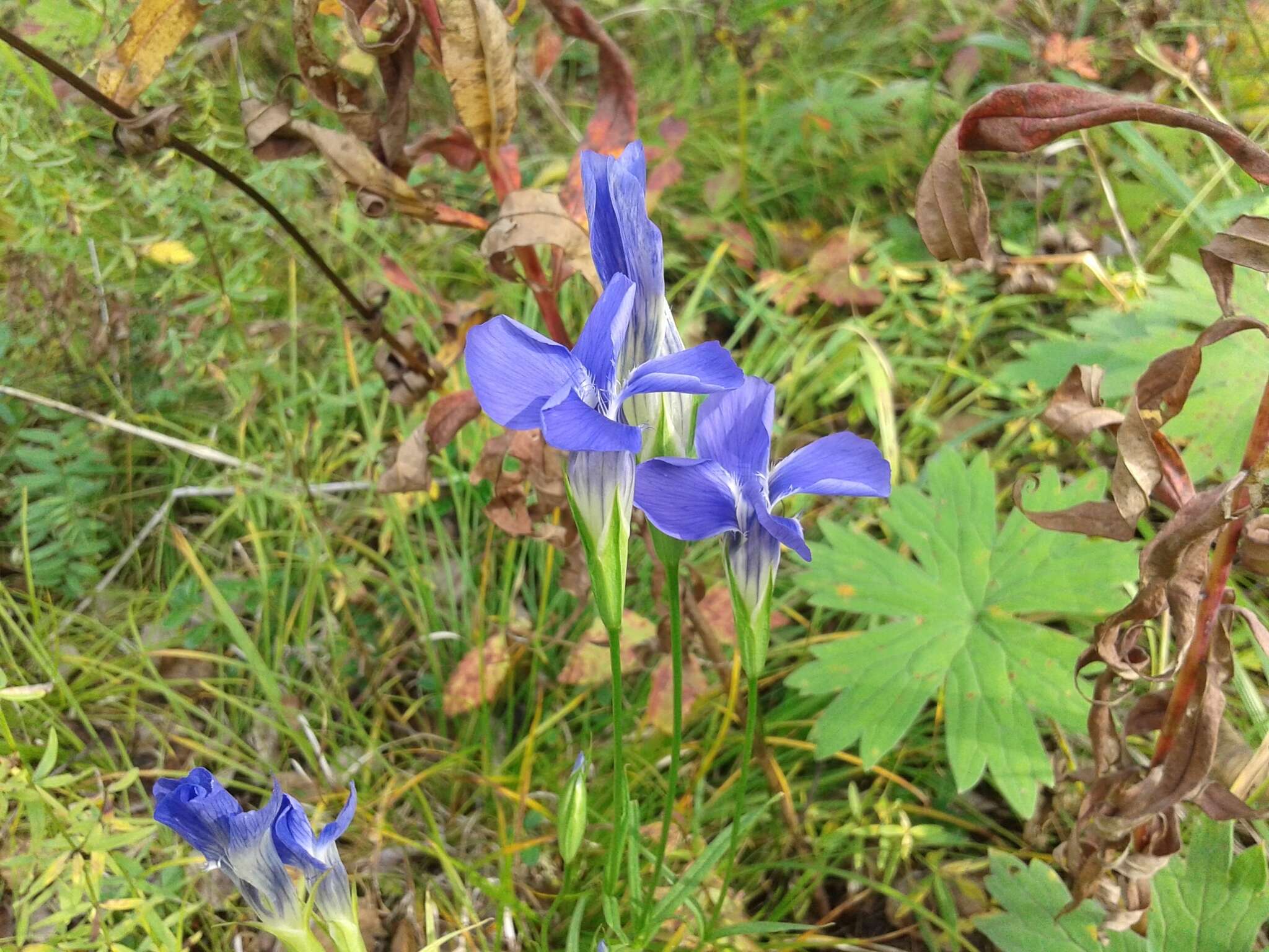 Gentianopsis barbata (Froel.) Ma的圖片