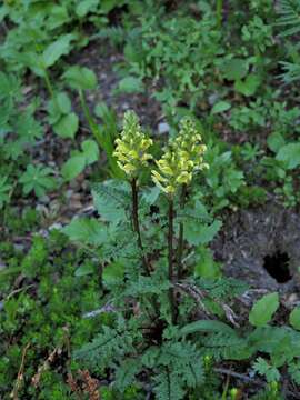 Image of Mt. Rainier lousewort