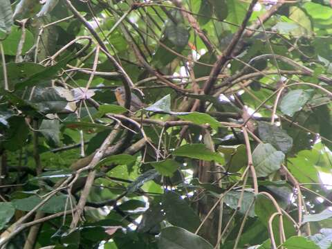 Image of Indochinese Blue Flycatcher