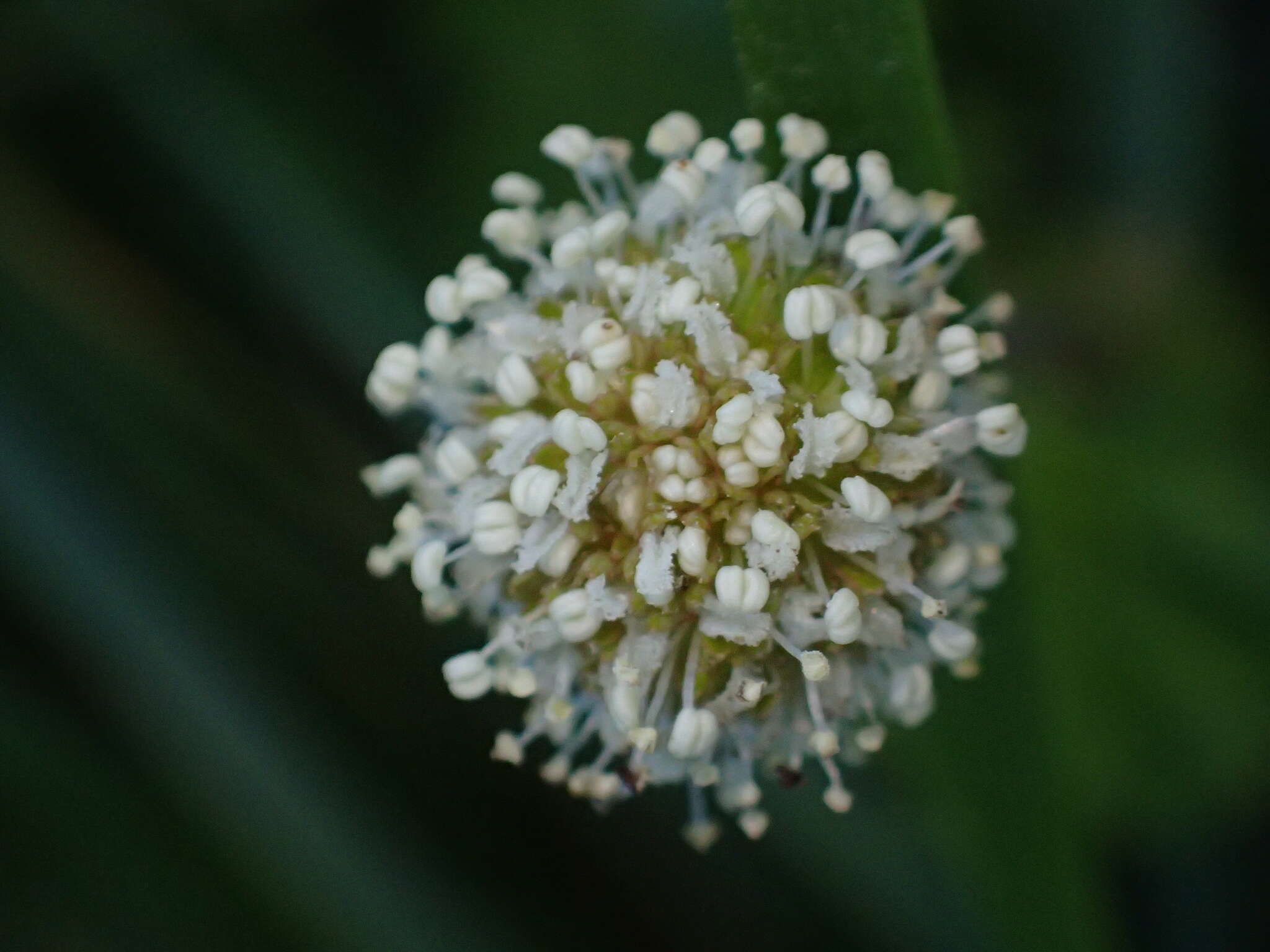 Image de Acaena novae-zelandiae T. Kirk