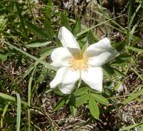 Image of white prairie rose