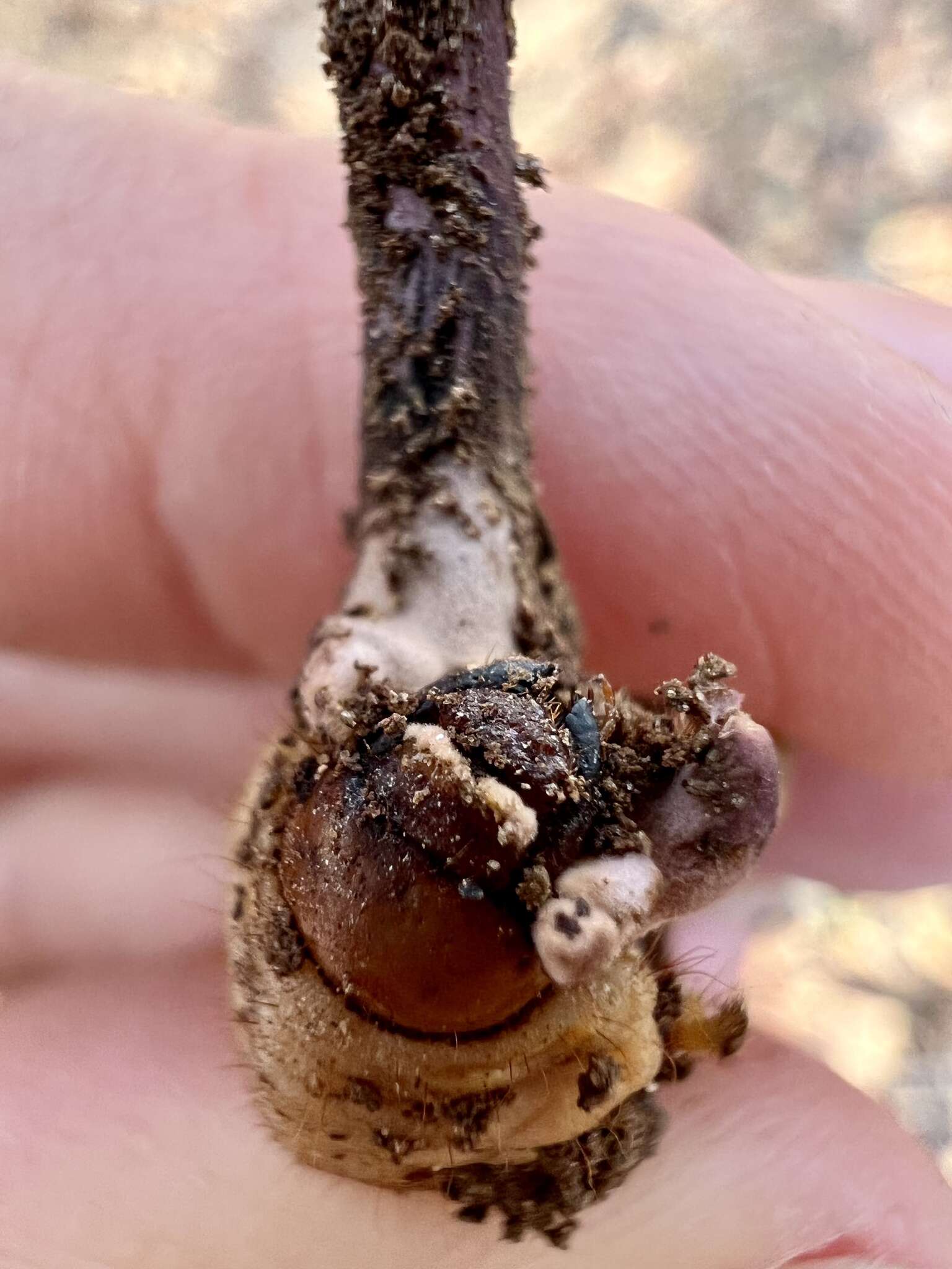 Image of Ophiocordyceps ravenelii (Berk. & M. A. Curtis) G. H. Sung, J. M. Sung, Hywel-Jones & Spatafora 2007