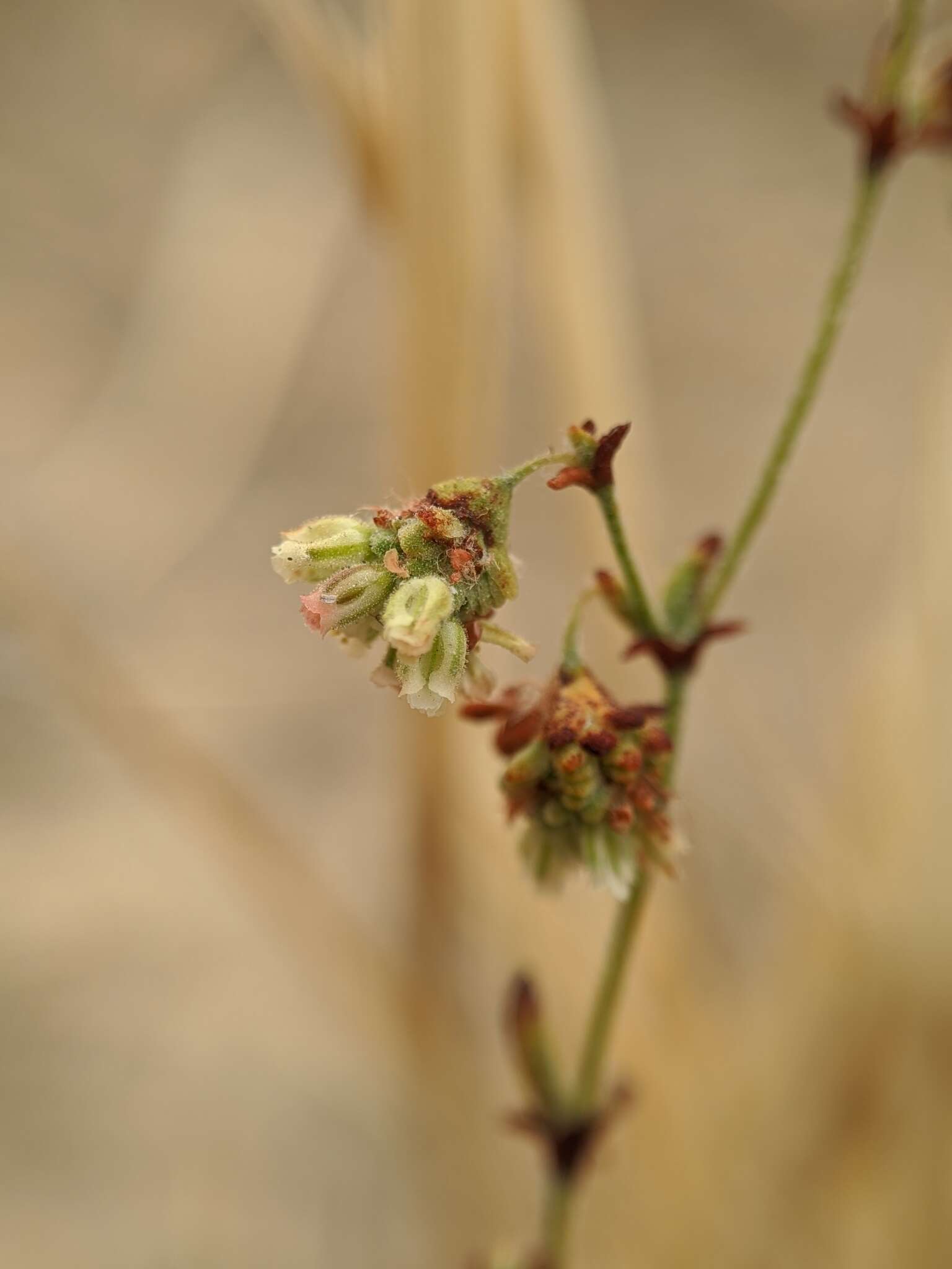 Image of twotooth buckwheat