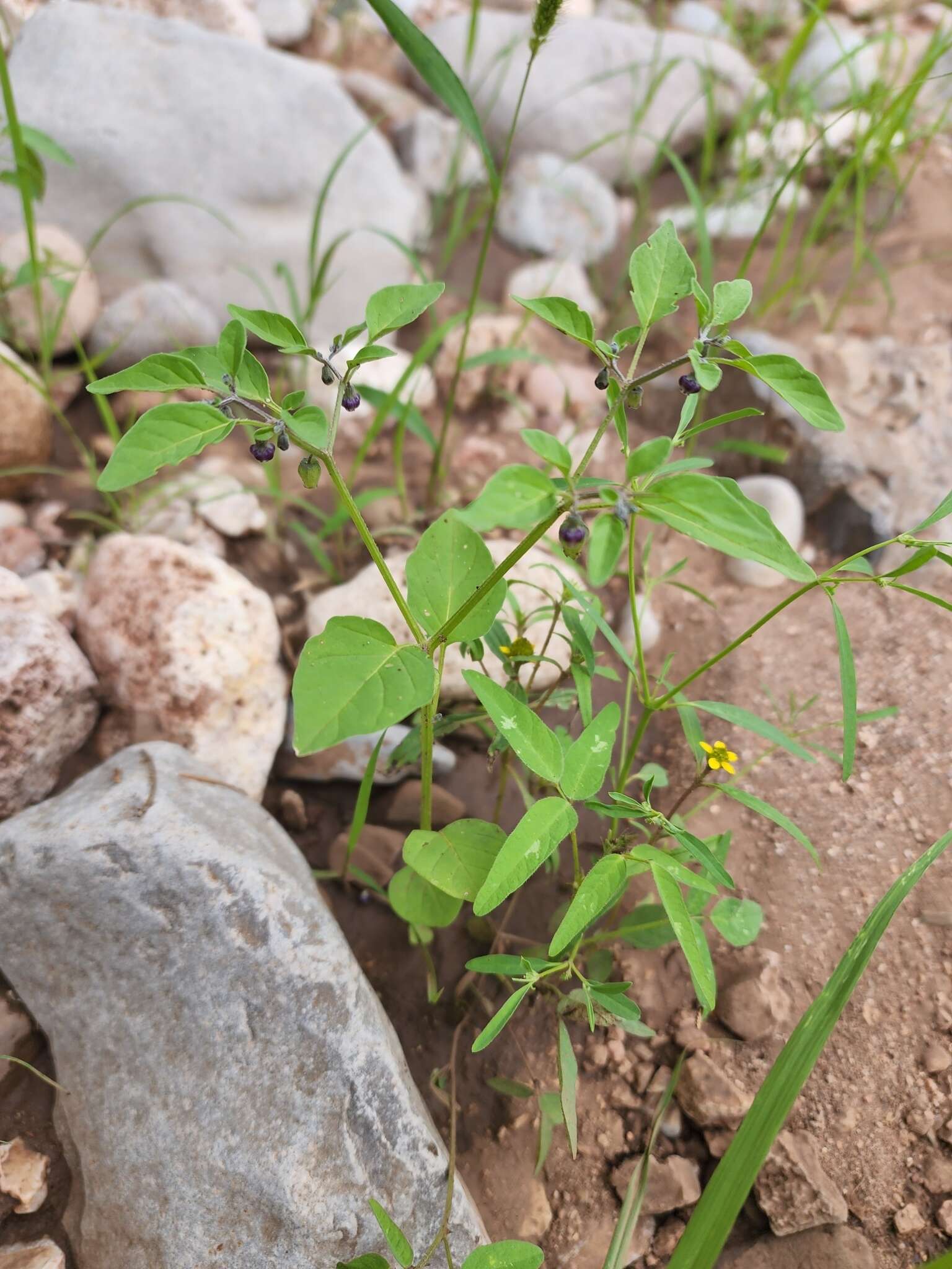 Plancia ëd Physalis solanacea (Schltdl.) B. Axelius