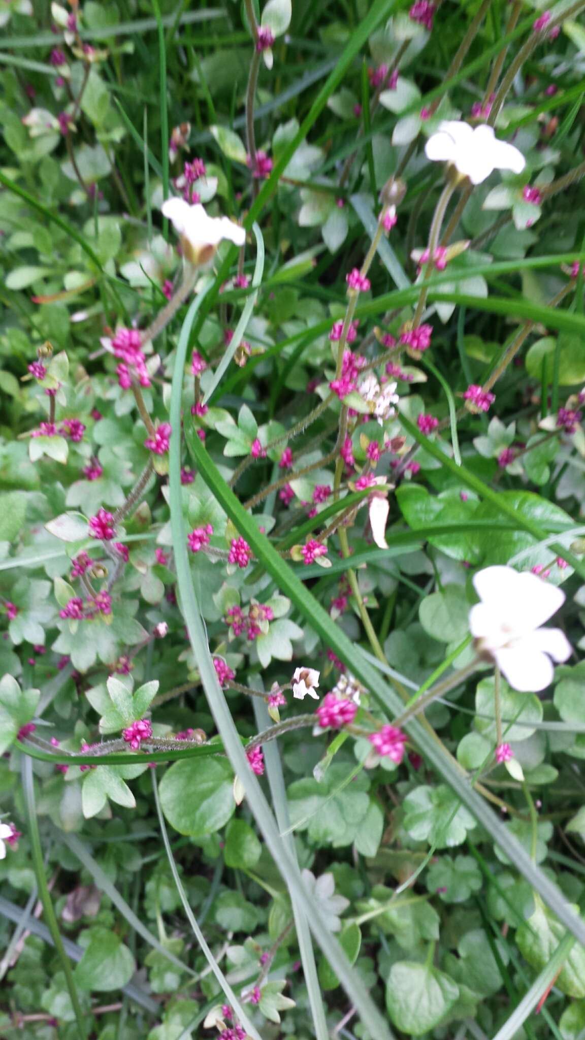 Plancia ëd Saxifraga cernua L.