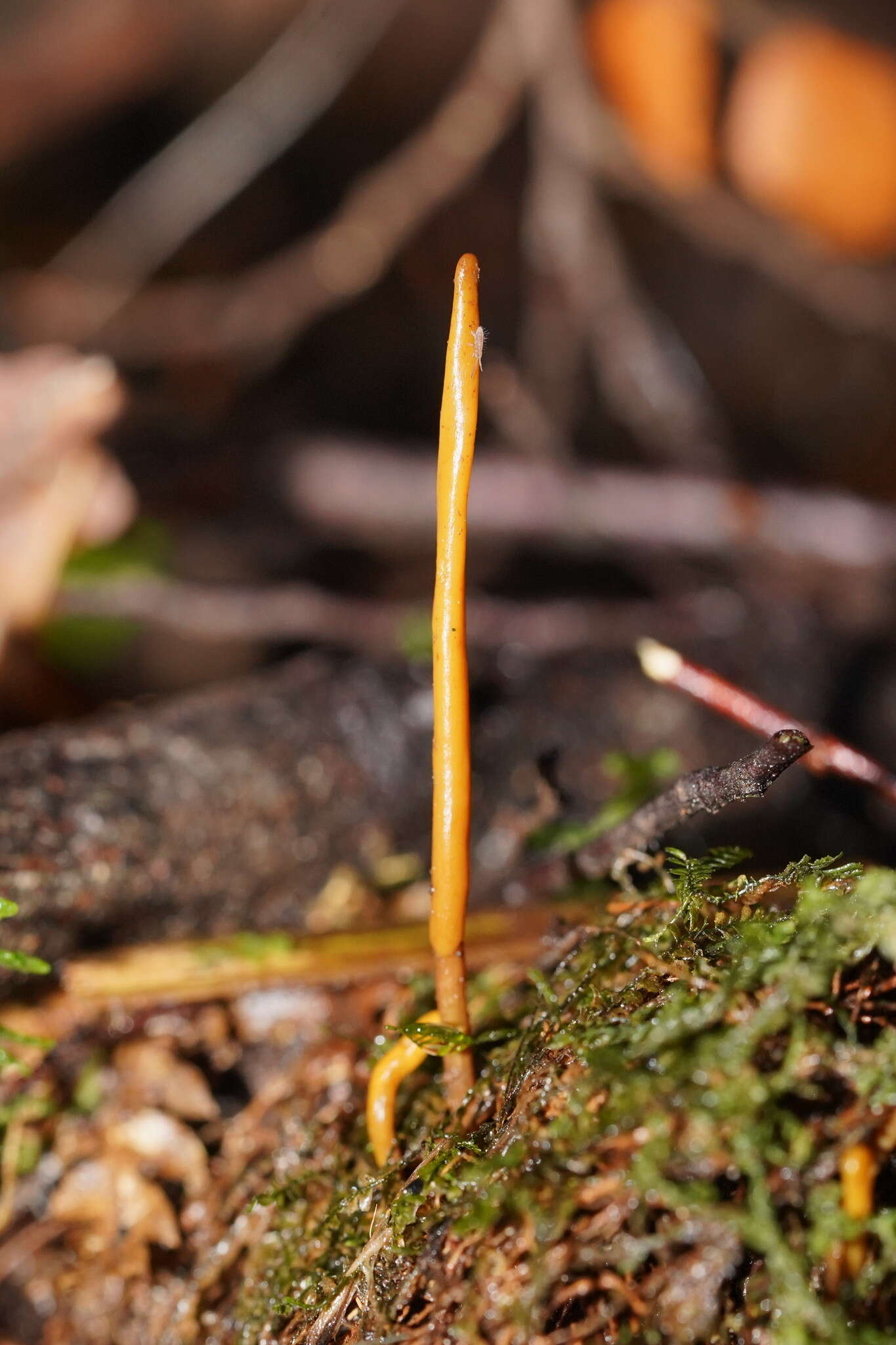 Ramariopsis simplex R. H. Petersen 1988 resmi