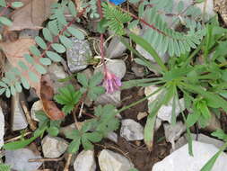 Imagem de Astragalus bibullatus Barneby & E. L. Bridges