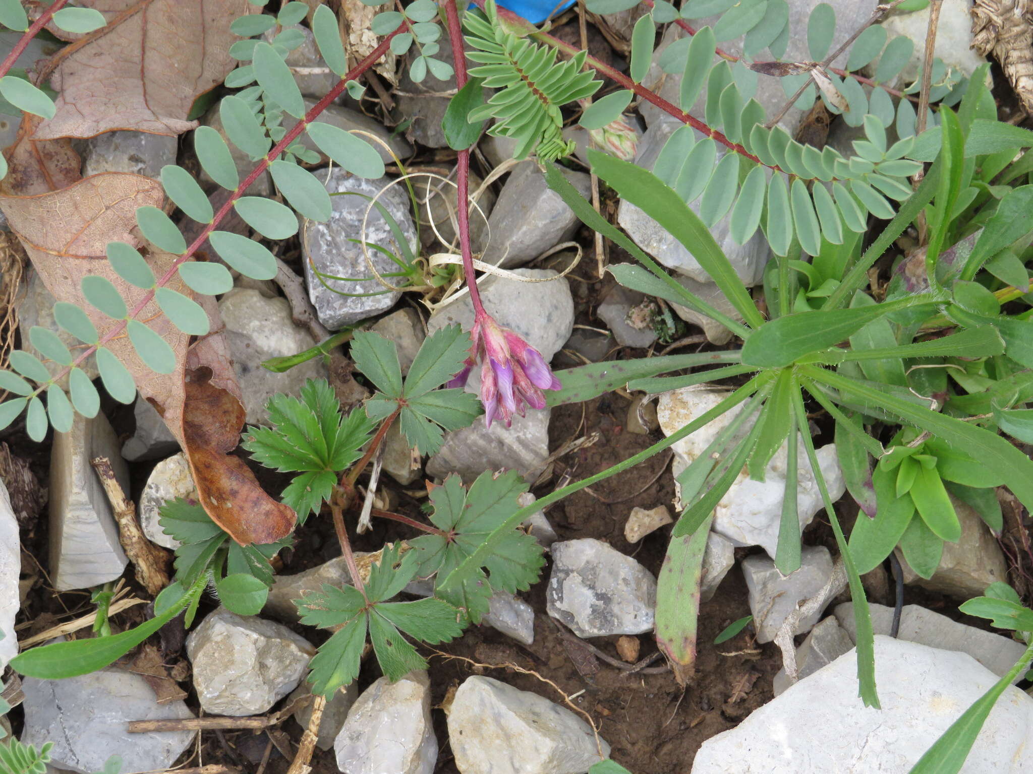 Imagem de Astragalus bibullatus Barneby & E. L. Bridges