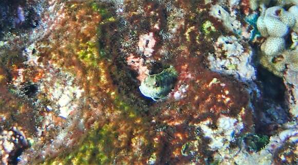 Image of Orange-spotted Blenny