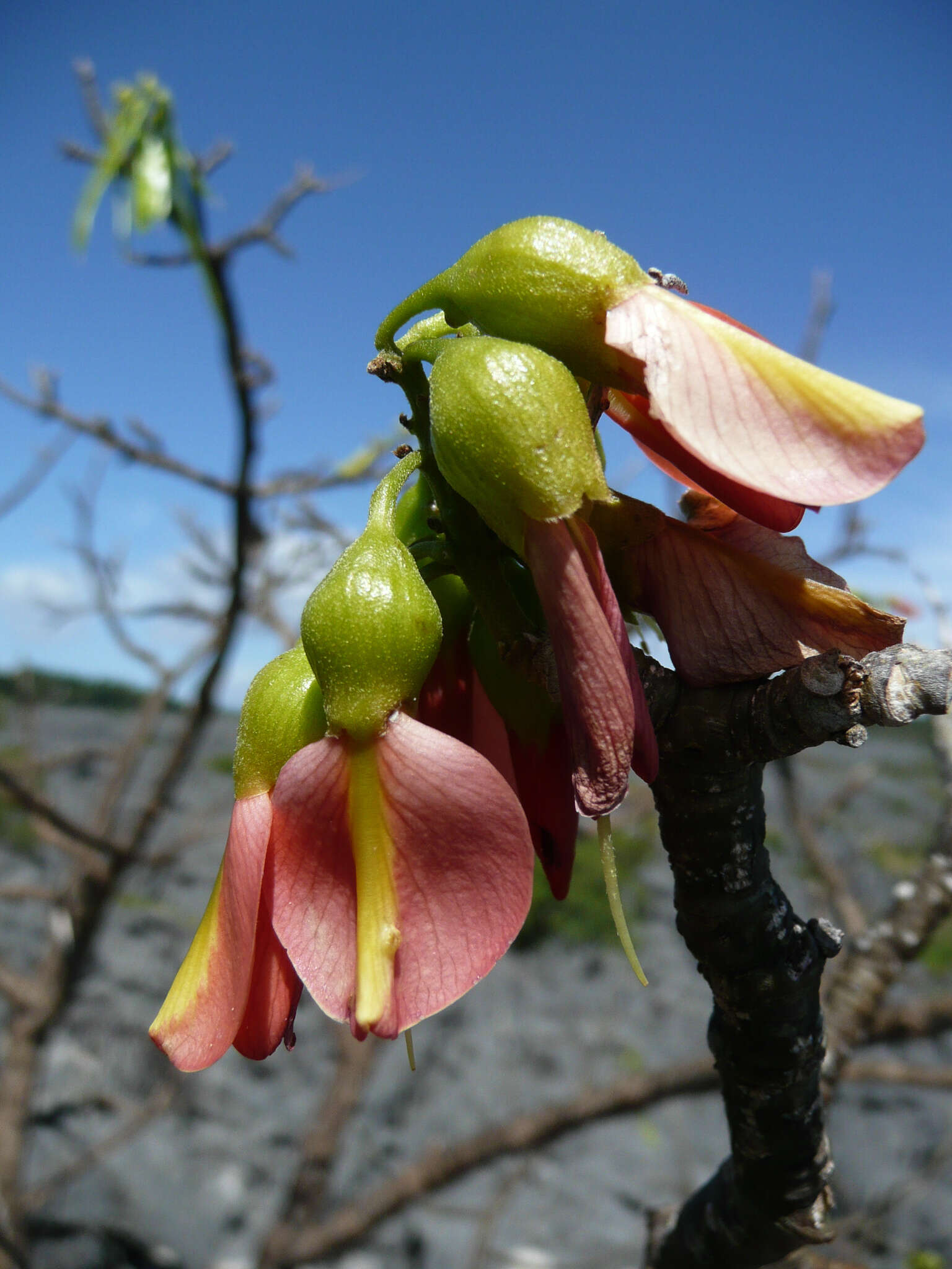 Image of Neoharmsia baronii (Drake) M. Peltier