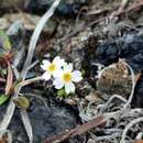 Image of boreal primrose