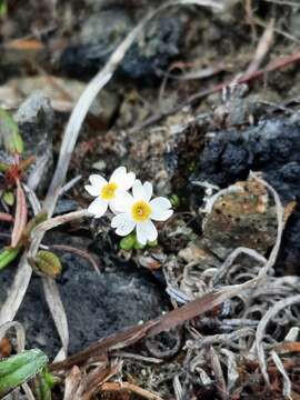 Imagem de Primula anvilensis S. Kelso